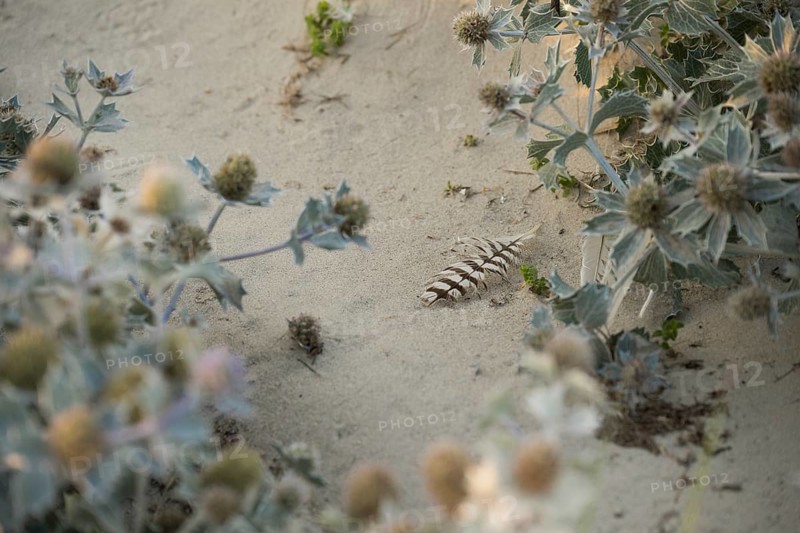 Sea thistle (Eryngium maritimum) with a single black and white striped feather in the sand, Schillig, Lower Saxony, Germany