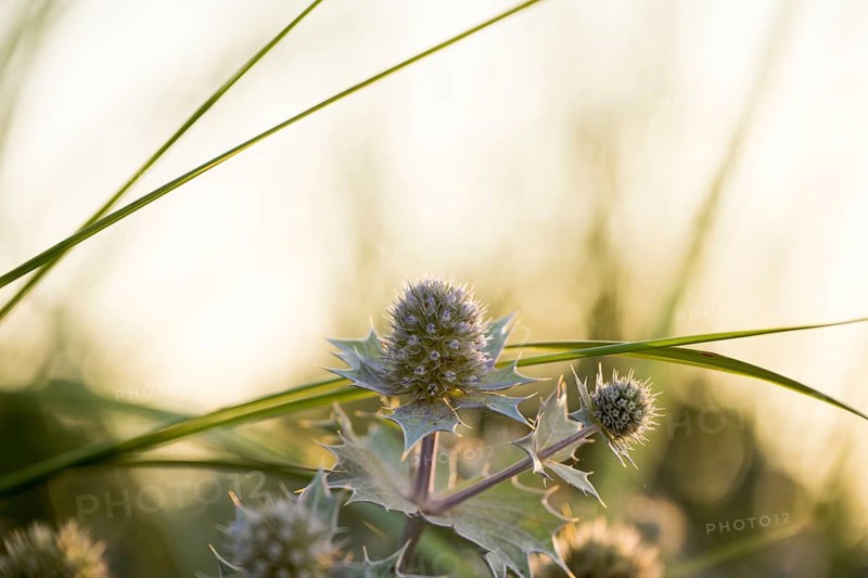 Beach thistle (Eryngium maritimum) with spiny leaves and inflorescences in close-up, in warm evening light, Schillig beach, Lower Saxony, Germany