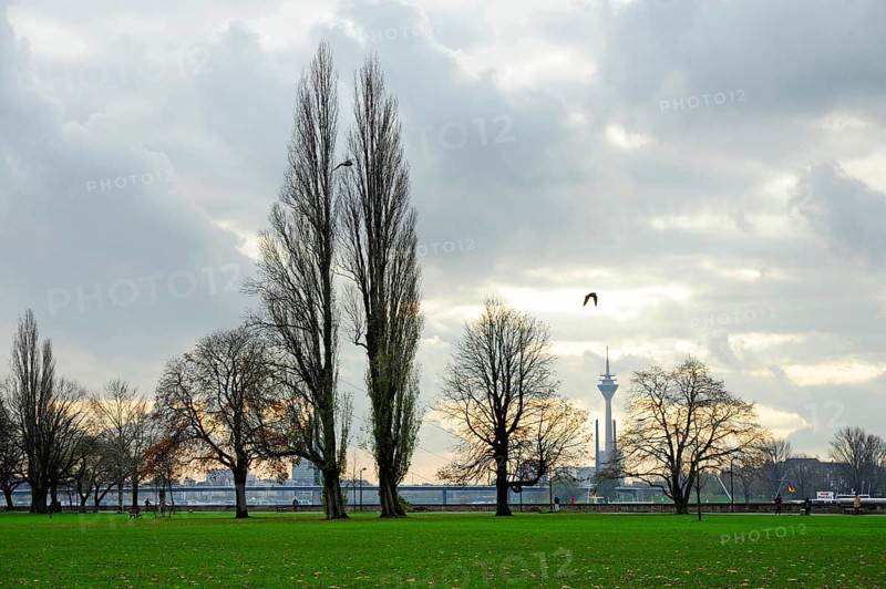 Autumn, trees in the Rhine Park, Pempelfort district, Düsseldorf, Rhineland, North Rhine-Westphalia, North Rhine-Westphalia, Germany