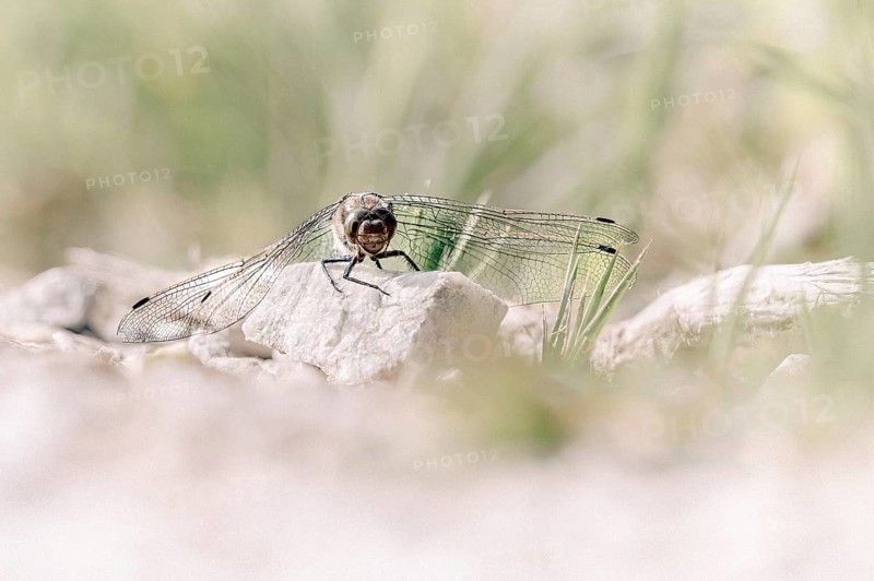 Dragonfly (Odonata), sitting frontally on a stone with spread wings, close-up, Rhauderfehn, Lower Saxony, Germany
