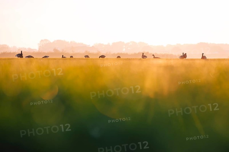 Wild geese (Anser), standing in a row in a field in warm sunset light with blurred green foreground, Horumersie, Lower Saxony, Germany