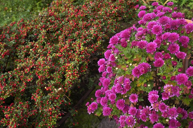 Chrysanthemums (Chrysanthema), behind them broad loquat (Cotoneaster divaricatus), flowering in the garden, Stuttgart, Baden-Württemberg, Germany