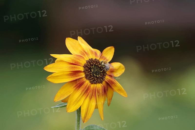 Sunflower (Helianthus annuus), Field bumblebee (Bombus pascuorum), Blossom, Nectar, Garden, Autumn, Pretty blossom of a small sunflower