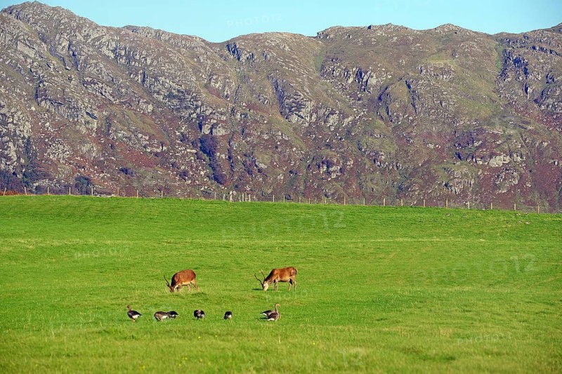 Deer and geese in a green meadow against a rocky mountain backdrop, Morar, Scotland, Great Britain