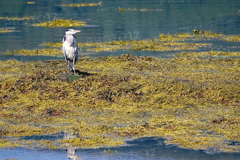 Grey heron standing in the water surrounded by algae on the loch, Loch Eil, Scotland, Great Britain