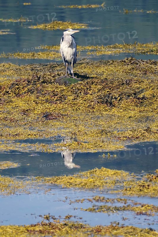 A heron stands on the shore of an algae-covered body of water and is reflected in the clear water, Loch Eil, Scotland, Great Britain