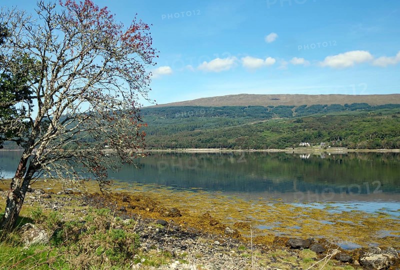 Peaceful loch with views of distant hills and a bare tree, Loch Eil, Scotland, United Kingdom