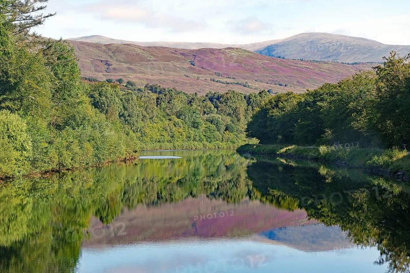 Calm river surrounded by forest with reflections of the wooded hills, heather blossom, Caledonian Canal, Fort William, Scotland, United Kingdom