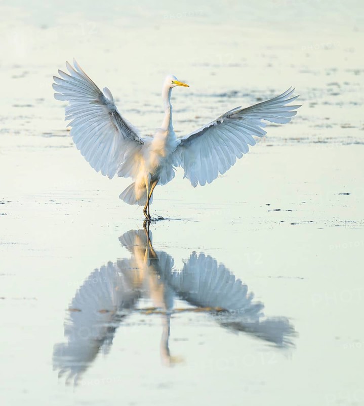 Great White Egret (Ardea alba) with outstretched wings approaching the shallow water zone in a wetland, Lower Saxony, Germany