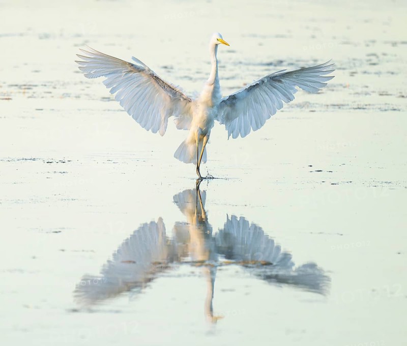 Great White Egret (Ardea alba) with outstretched wings approaching the shallow water zone in a wetland, Lower Saxony, Germany
