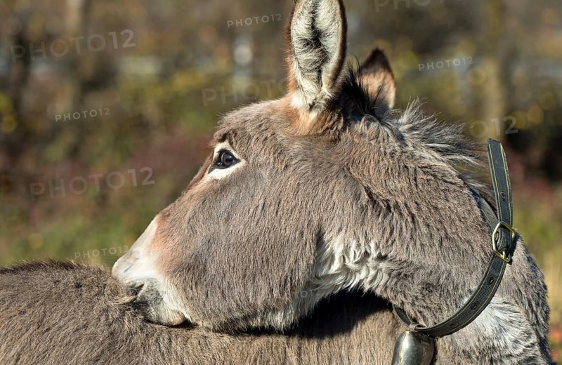 Domestic donkey (Equus asinus asinus) scratches its back, Switzerland