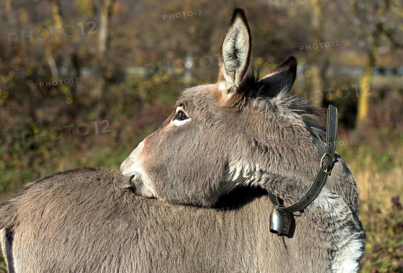 Domestic donkey (Equus asinus asinus) scratches its back, Switzerland