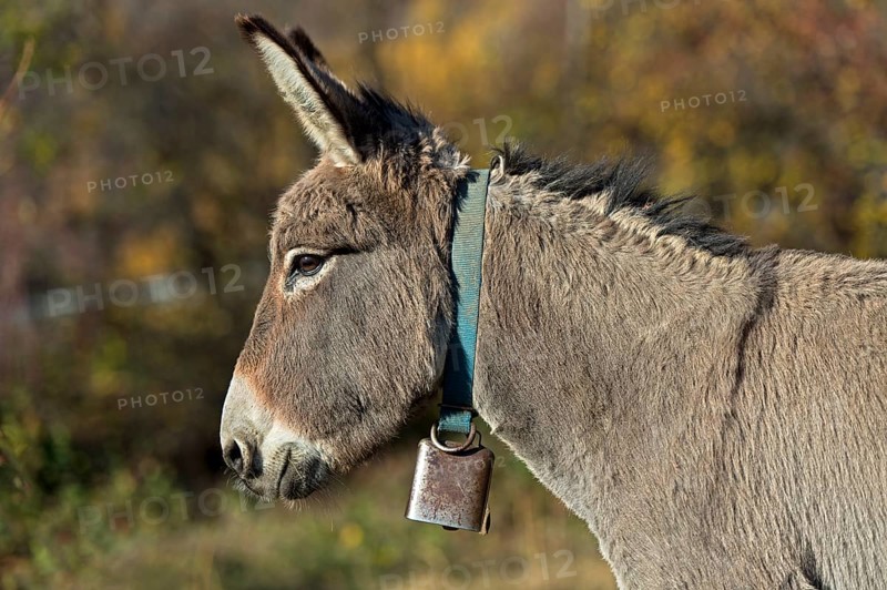 Portrait, domestic donkey (Equus asinus asinus), Switzerland