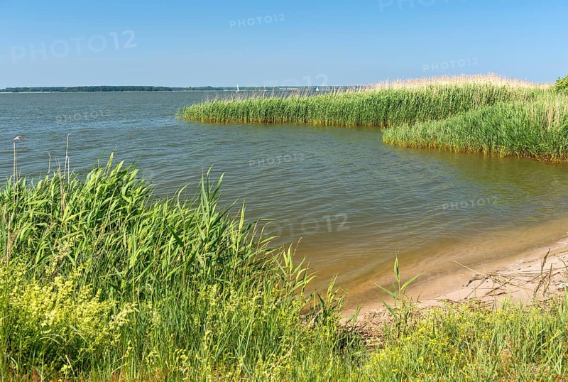 Shore zone overgrown with reed grass on the Achterwasser, nature reserve Südspitze Gnitz, Usedom Island, Mecklenburg-Western Pomerania, Germany