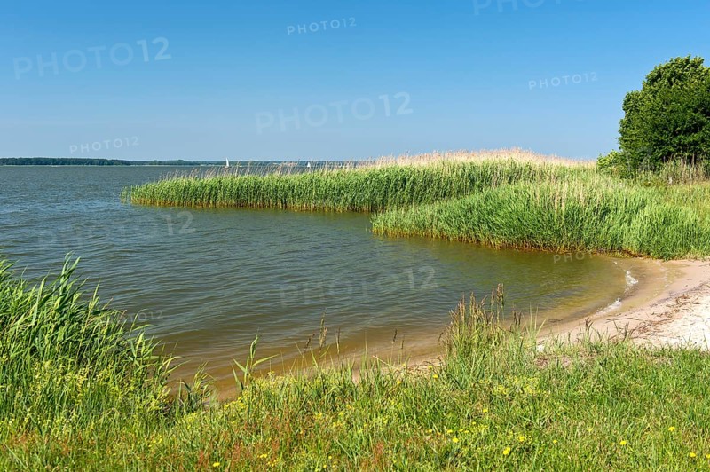Shore zone overgrown with reed grass on the Achterwasser, nature reserve Südspitze Gnitz, Usedom Island, Mecklenburg-Western Pomerania, Germany