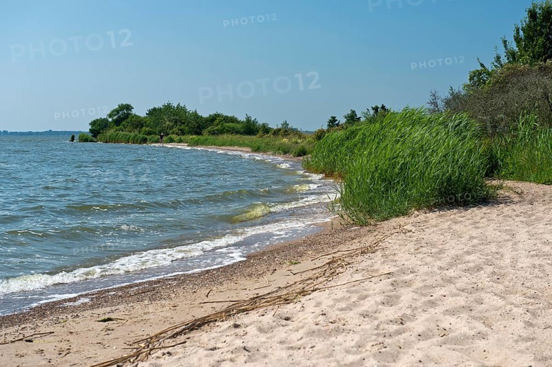Shore zone with sandy beach on the Achterwasser, nature reserve Südspitze Gnitz, Usedom Island, Mecklenburg-Western Pomerania, Germany