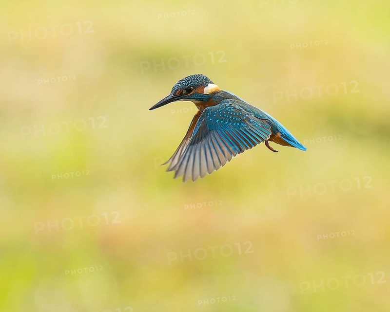 Kingfisher (Alcedo atthis) in flight, shaking, shaking flight, Lower Saxony, Germany