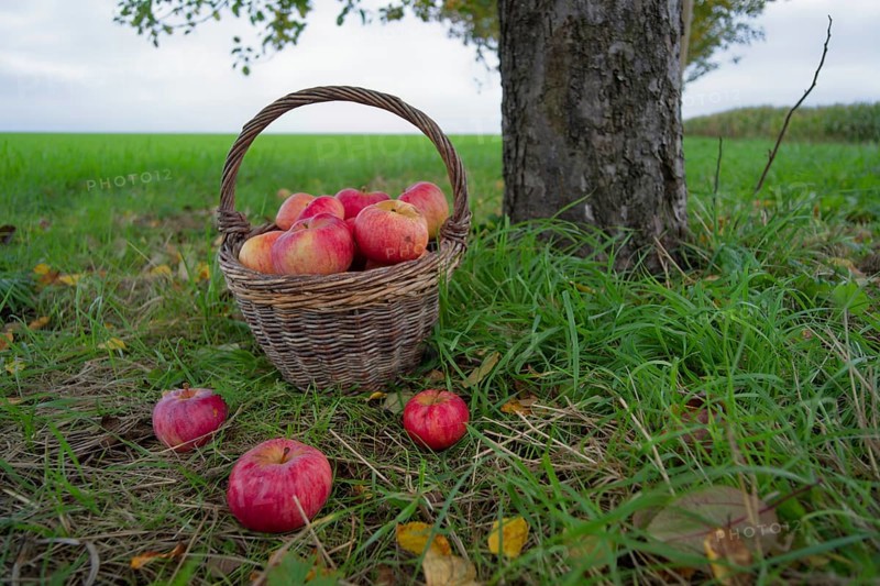 Willow basket with Jakob fisherman apples, Jakob fisherman, apple variety, fruit, apple strudel, apple pie, apple sauce, fruit, autumn, harvest, fruit harvest, Michelfeld, Hohenlohe, Germany