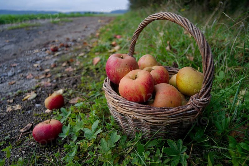 Wicker basket with Boskoop apple, Boskop, Boskop apple, apple variety, fruit, apple strudel, apple pie, apple sauce, fruit, autumn, harvest, fruit harvest, Schwäbisch Malus halliana, Hohenlohe, Germany