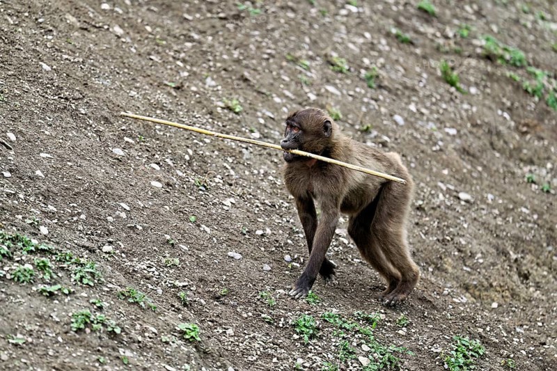 Young jelada or blood-breasted baboon (Theropithecus gelada), with branch in mouth, captive, Switzerland