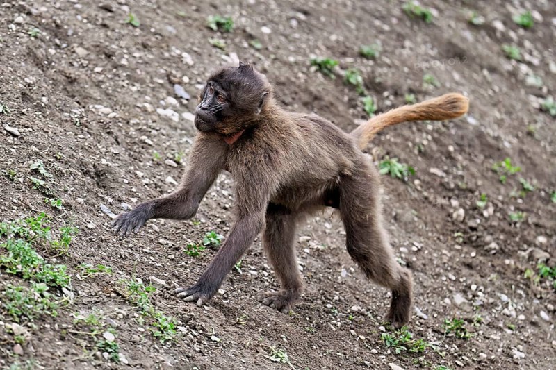Young jelada or blood-breasted baboon (Theropithecus gelada), running, captive, Switzerland
