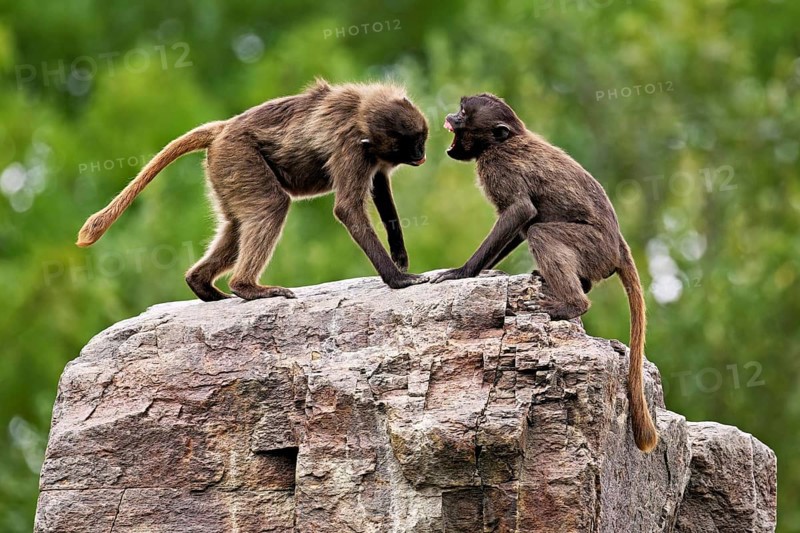 Two djeladas or blood-breasted baboons (Theropithecus gelada), in a playful fight on rock, captive, Switzerland