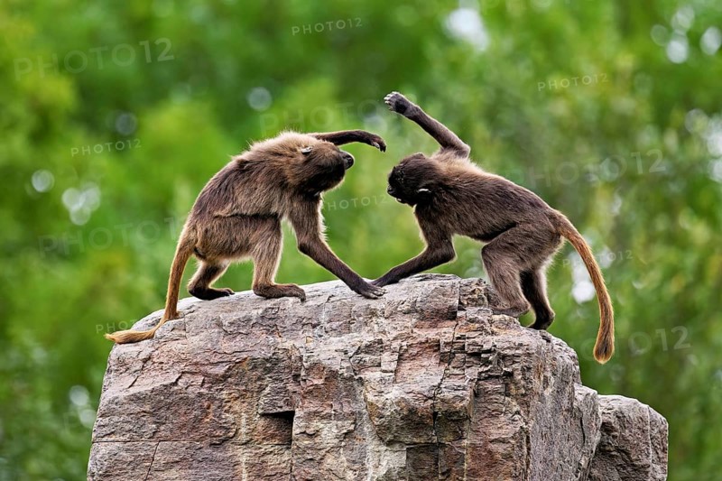 Two djeladas or blood-breasted baboons (Theropithecus gelada), in a playful fight on rock, captive, Switzerland