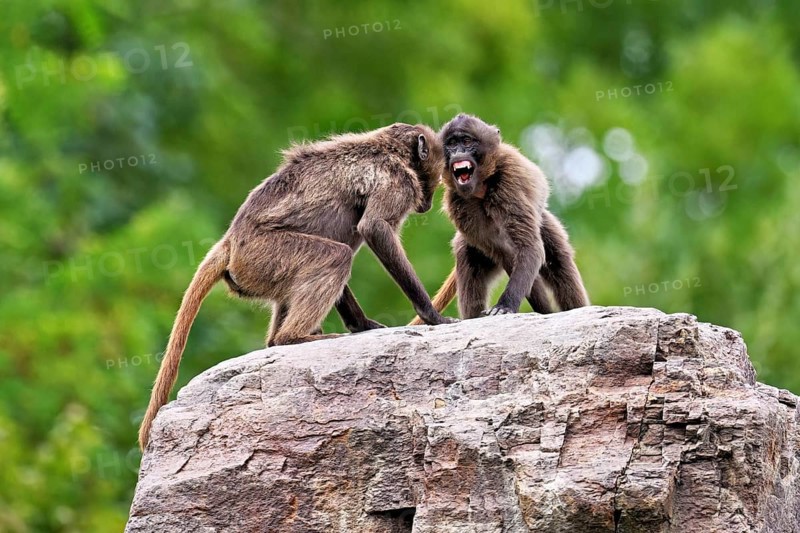 Two djeladas or blood-breasted baboons (Theropithecus gelada), in a playful fight on rock, captive, Switzerland