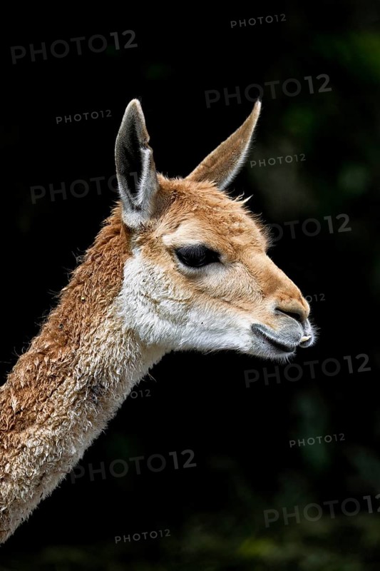 Vicuña (Vicugna vicugna), animal portrait, captive, occurrence South America