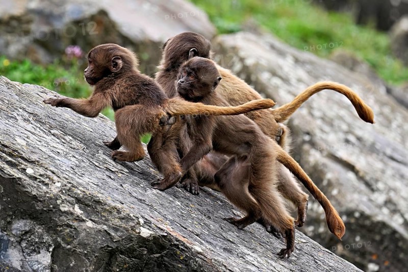 Djelada or blood-breasted baboon (Theropithecus gelada), young animals climbing up a rock, captive, Switzerland