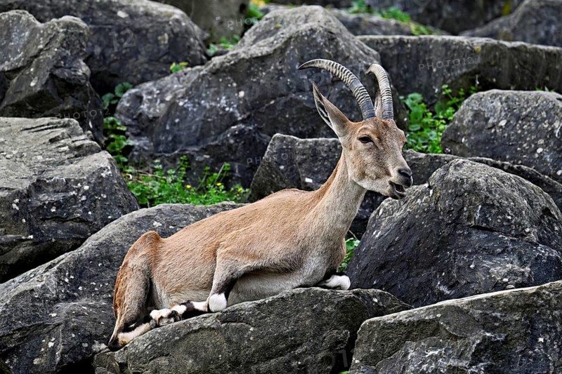 Nubian ibex (Capra nubiana), sitting on rock, captive, Switzerland