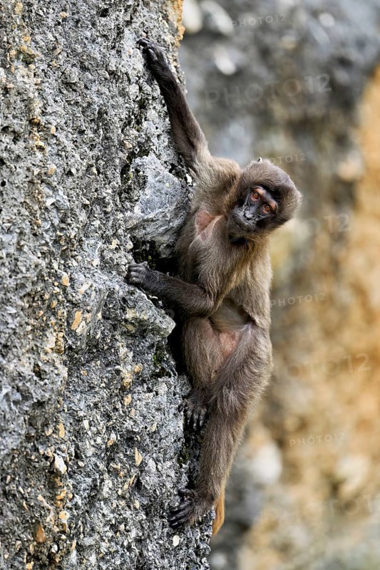 Djelada or blood-breasted baboon (Theropithecus gelada), old animal climbing on rock, captive, Switzerland