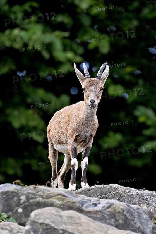 Nubian ibex (Capra nubiana), young animal standing on rock, captive, Switzerland