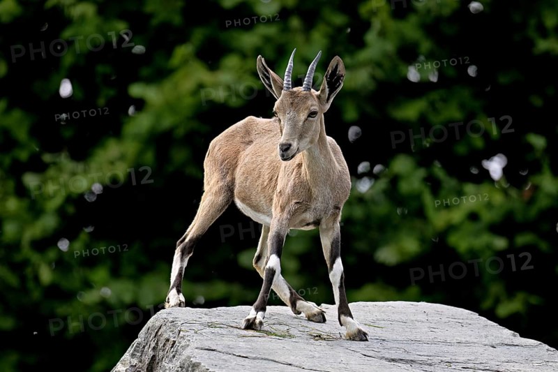 Nubian ibex (Capra nubiana), young animal standing on rock, captive, Switzerland