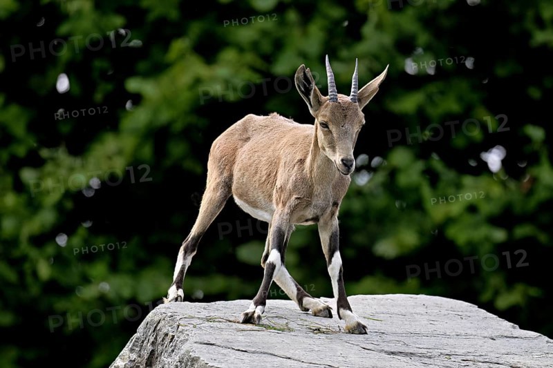 Nubian ibex (Capra nubiana), young animal standing on rock, captive, Switzerland
