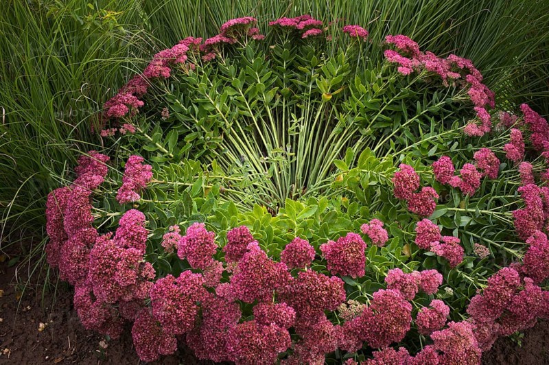 Stonecrop, also Sedum, blown away by the wind, storm, Stuttgart, Baden-Württemberg, Germany