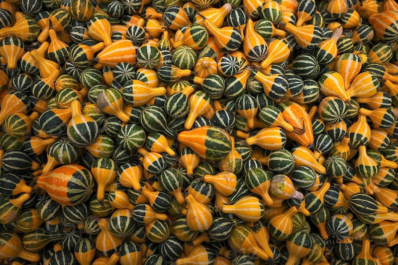 Ornamental pumpkins, pumpkin, pumpkins, stall, market, Stuttgart, Baden-Württemberg, Germany