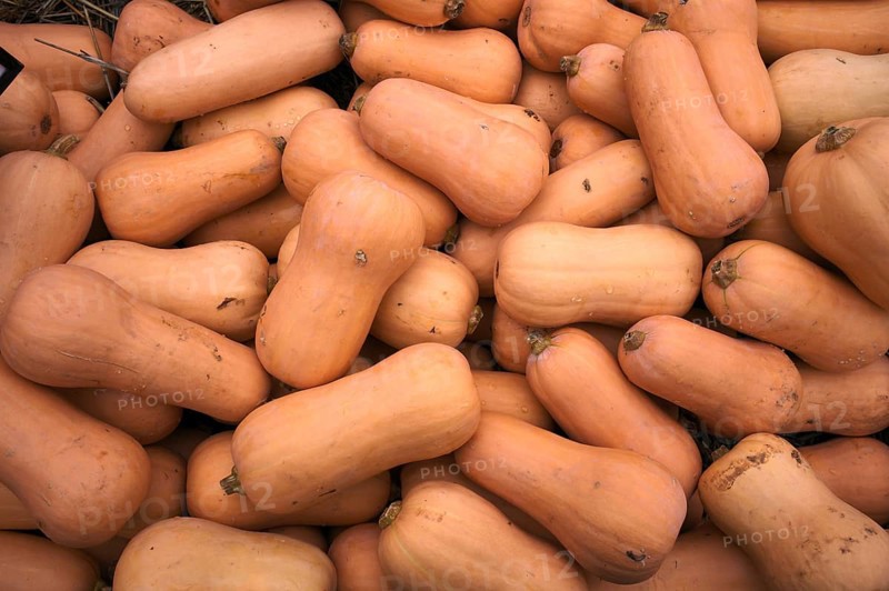 Butternut squash, pumpkins, stall, market, Stuttgart, Baden-Württemberg, Germany