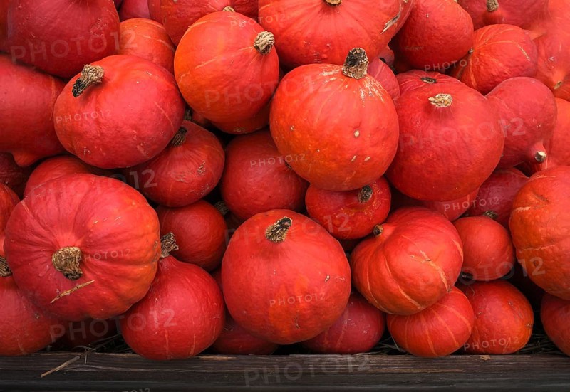 Red Hokkaido pumpkin, pumpkins, stall, market, Stuttgart, Baden-Württemberg, Germany