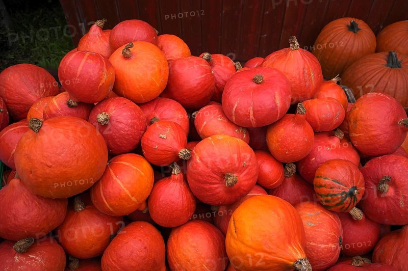 Red Hokkaido pumpkin, pumpkins, stall, market, Stuttgart, Baden-Württemberg, Germany