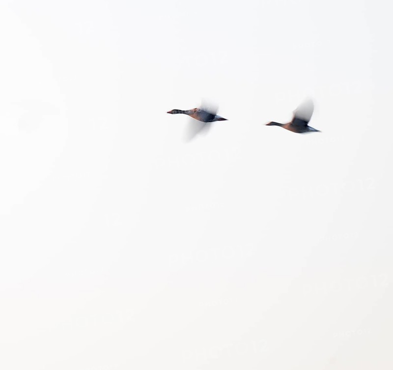 Greylag goose (Anser anser), two greylag geese in flight, motion blur, long exposure, dragging, wiping effect, Lower Saxony, Germany