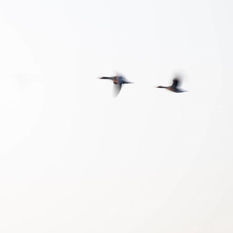 Greylag goose (Anser anser), two greylag geese in flight, motion blur, long exposure, dragging, wiping effect, Lower Saxony, Germany