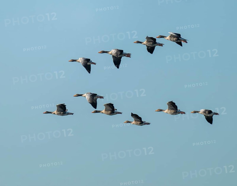 Greylag goose (Anser anser), a flock of greylag geese in flight, blue sky, Lower Saxony, Germany