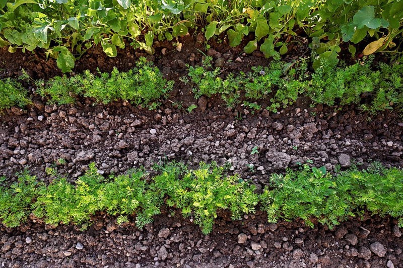 Carrot herb, carrot, garden carrot, carrot root, yellow turnip (Daucus carota subsp. sativus)