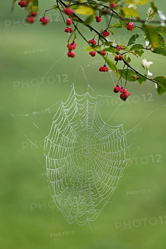 Spider web with morning dew on the fruit of the Common spindle bush (Euonymus europaeus), also known as the common monkeyhood