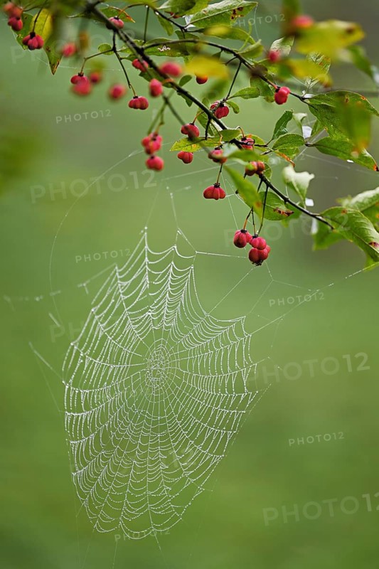 Spider web with morning dew on the fruit of the Common spindle bush (Euonymus europaeus), also known as the common monkeyhood