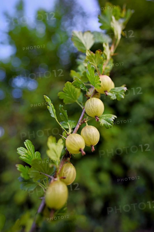Fruit of the gooseberry (Ribes uva-crispa)