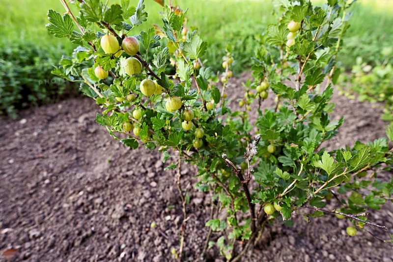 Fruit of the gooseberry (Ribes uva-crispa)