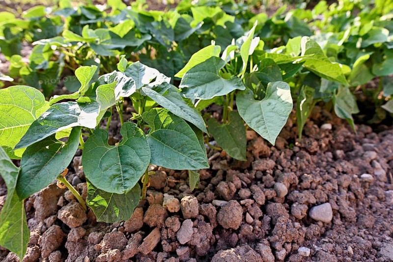 Herb of the bush bean (Phaseolus vulgaris nanus)