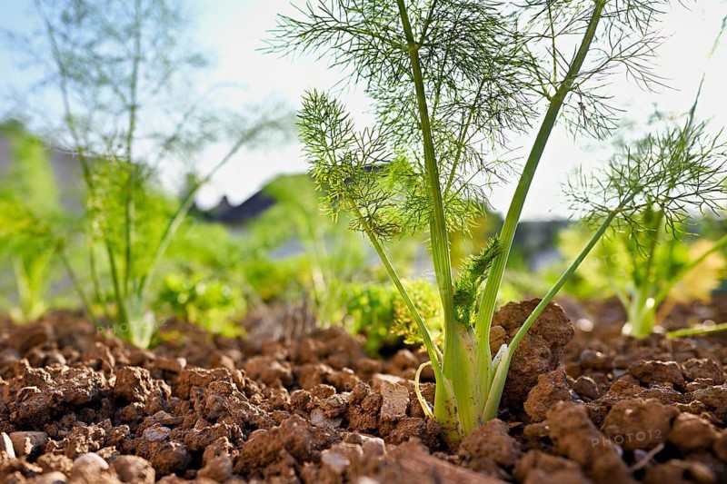 Herb and bulb of fennel (Foeniculum vulgare), spice and medicinal plant